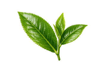 Obraz premium Fresh green tea leaves stem, young foliage for herbal beverage, natural healthy drink ingredient on transparent background