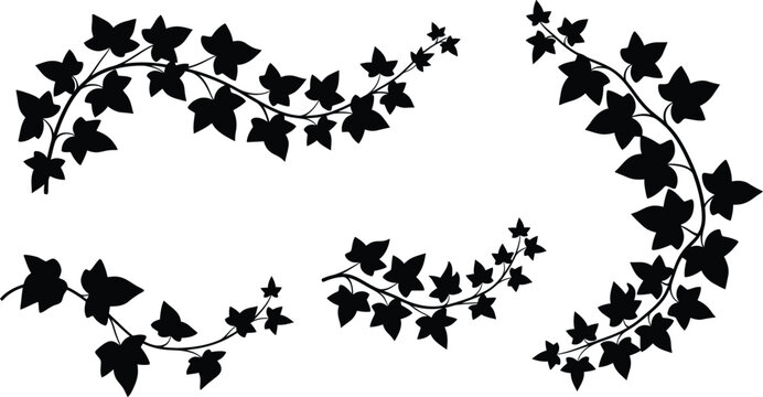 Collection of decorative black ivy vine curved border silhouettes vector illustration for floral frame design and botanical nature dividers.