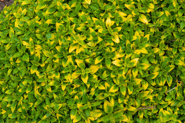 Fototapeta premium Golden Tipped Marjoram with variegated green and yellow foliage. Close-up. Top view.