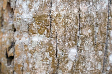 Fototapeta premium Abstract textured background of weathered tree bark with deep fissures and lichen