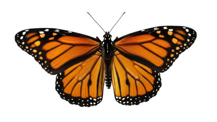 Fototapeta premium Isolated Monarch Butterfly on plain background, beautiful insect with orange and black wings.