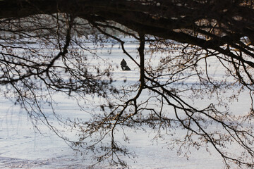 Obraz premium Angler on Frozen Pond in Winter Forest