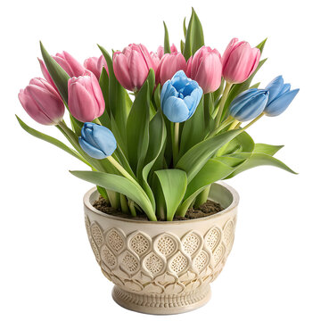 Beautiful pink and blue tulip bouquet in a decorative ceramic pot isolated on white background