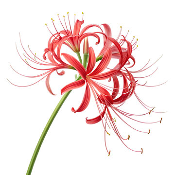 Vibrant red spider lily Lycoris radiata flower isolated on white background.
