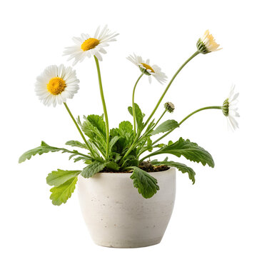 White daisy flowers in a minimalist ceramic pot isolated on white background