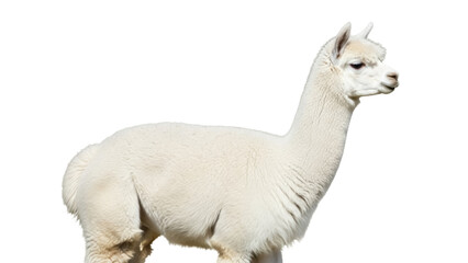 Fototapeta premium Isolated Huacaya alpaca, shorn with short fleece, looking peaceful in outdoor environment