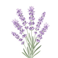 Obraz premium Beautiful vector illustration of a delicate lavender flower bunch, perfect for natural herb designs, aromatherapy concepts, and botanical garden themes with purple blossoms