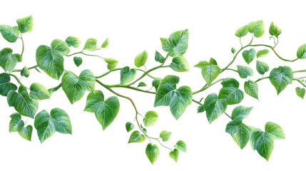 Obraz premium Lush Green Vine with Heartshaped Leaves Black Background