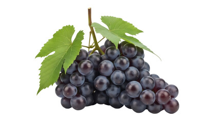 Fototapeta premium Isolated bunch of delicious fresh dark purple grapes with green leaves, full of flavor