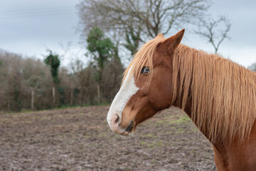 Obraz premium Cheval aux yeux vairons de profil, regardant l'objectif 