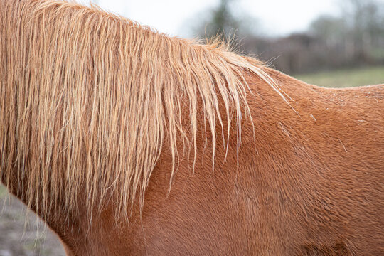 Gros plan sur une crini&egrave;re de cheval de couleur blonde et son pelage marron