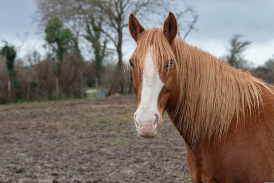 Portrait d'un cheval brun &agrave; la crini&egrave;re blonde et aux yeux vairons en hiver sous un ciel gris dans son champ boueux