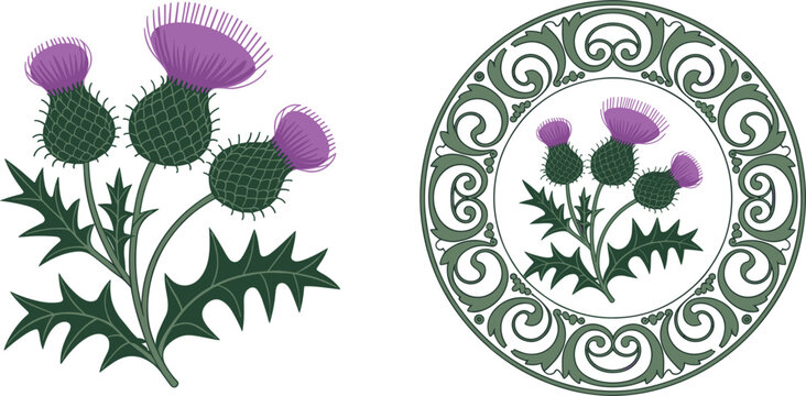 Elegant Scottish Thistle Vector Set Featuring Purple Wildflowers and Detailed Round Celtic Style Floral Border