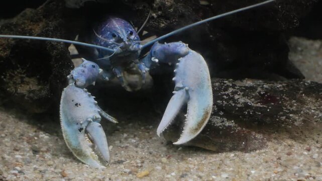Rare blue lobster eating in its underwater cave