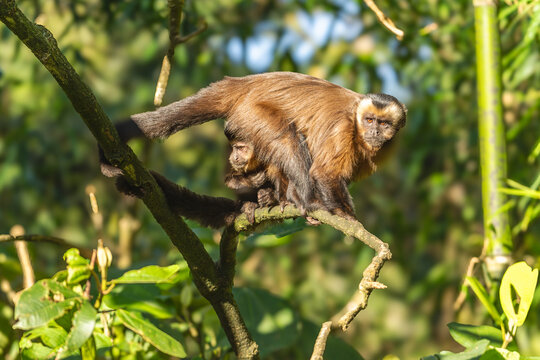 Brown capuchin (Sapajus apella) in the Manu National Park, Peru