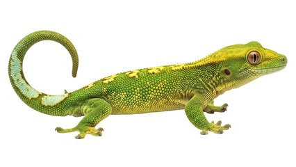 Fototapeta premium Isolated Green Gecko Lizard on a Bright Studio, New Caledonian Crested Gecko, Reptile Portrait