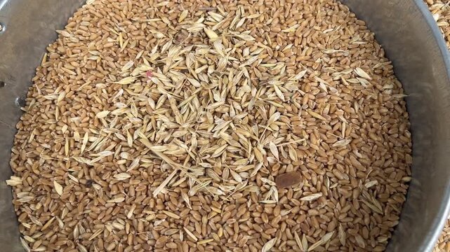 Wheat Grains Mixed with Barley Husk Impurities in Metal Bowl for Traditional Grain Cleaning Process
