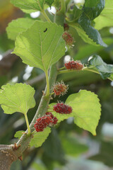 Red mulberries on the tree.