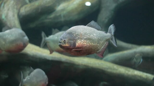 Red-bellied piranha fish swimming in aquarium