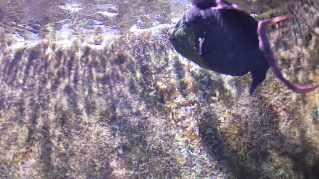 Black durgon triggerfish swimming in aquarium