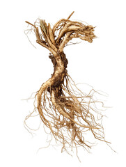 Close-up view of an intricate plant root system, showcasing detailed textures and natural forms on transparent background