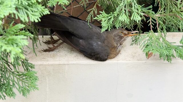 Deceased Bird Lying on Building Ledge Environmental Wildlife Death Video Stock Footage
