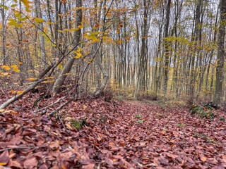Forest floor covered in thick layer of autumn leaves