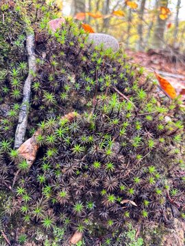 Close up of Polytrichum moss looking like miniature pine forest