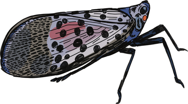 Illustration of a spotted lanternfly with wings closed
