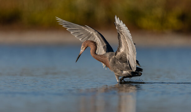 Reddish egret on a Florida beach