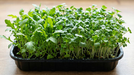 Fototapeta premium Fresh mixed microgreens in a black plastic tray on a wooden table. Organic arugula and radish sprouts with water droplets. Healthy food concept
