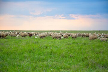 Obraz premium The sheep grazing and walking on green grass .