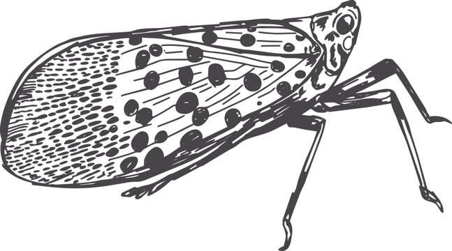 Vintage hand-drawn pen and ink illustration of a spotted lantern fly in vector