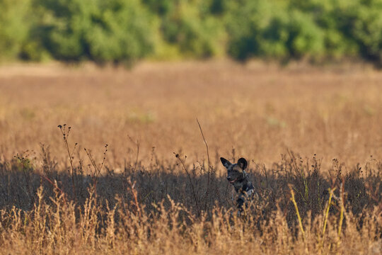 Pack of African Wild Dog (Lycaon pictus) resting in grassland during the heart of the day in South Luangwa National Park, Zambia