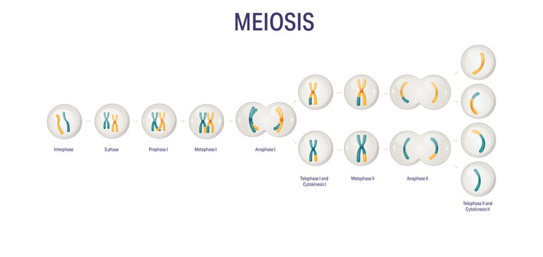 Meiosis stages diagram without labels for biology textbooks and medical education, detailed scientific illustration of meiosis I and meiosis II showing chromosome pairing, separation and haploid cell 