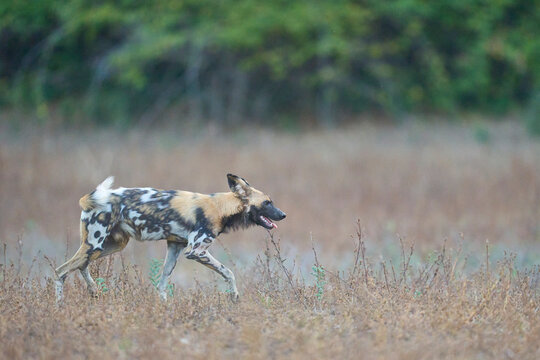 Pack of African Wild Dog (Lycaon pictus) setting off to hunt in South Luangwa National Park, Zambia