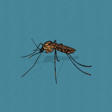 Hand-drawn illustration of a mosquito with textures and shadows