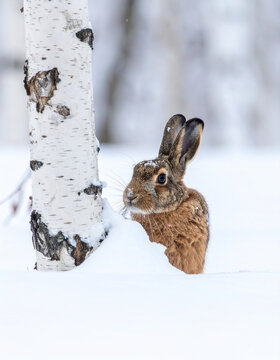 A brown rabbit tries unsuccessfully to hide behind a very thin white birch tree in deep snow.