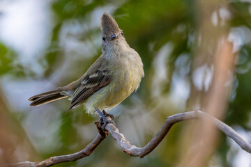 Plain Elaenia (Elaenia cristata)