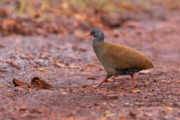Small-billed tinamou 