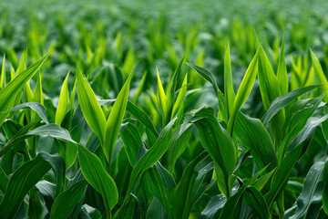 Fototapeta premium A vibrant field of green plants growing densely in a lush agricultural setting