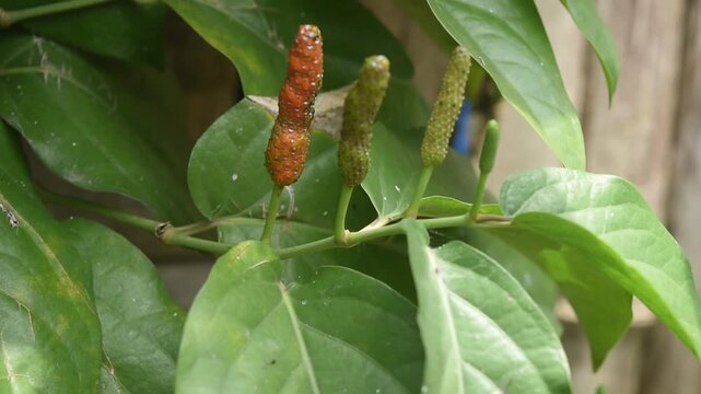 Tropical Javanese long pepper vine, also known as Cabai Jawa or Cabai Jamu, grown for aromatic dried fruits used as spice and herbal medicine.