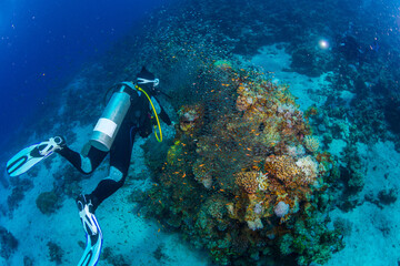 scuba diver and coral reef © Arman
