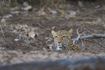Obraz premium Leopard (Panthera pardus) hunting in South Luangwa National Park, Zambia