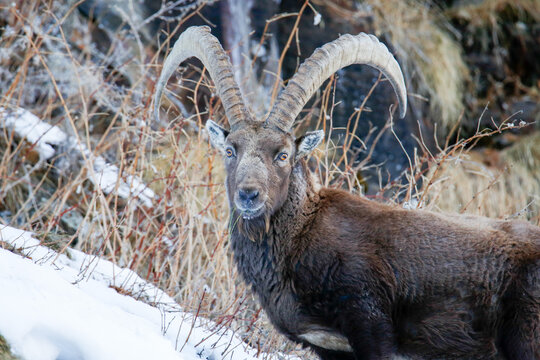 Primo piano di uno stambecco mentre mastica. Parco Nazionale Gran Paradiso, Lillaz, Val d'Aosta. 