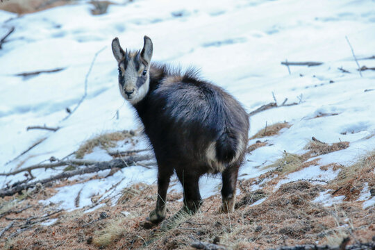Cucciolo di camoscio nella neve. Parco nazionale del Gran Paradiso, Val d'Aosta, Lillaz.