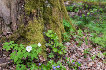 Liverwort against the background of a moss-covered trunk, Bialowieza Forest, spring, Poland