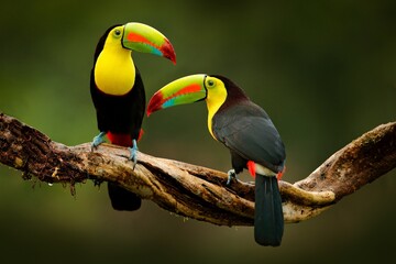 toucan on a branch © Arman