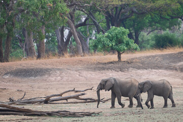 Herd of African Elephant (Loxodonta africana) in grassland dotted with trees in South Luangwa National Park, Zambia