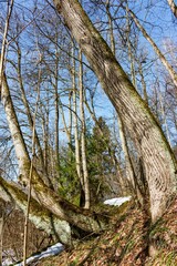 A vibrant early spring forest scene with a prominent moss-covered tree trunk and bare trees reaching for a bright blue sky. Melting snow dots the leaf-strewn ravine slope